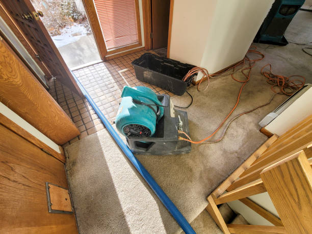 Best Water damage restoration mold remediation  in Licking, MO