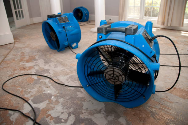 Best Mold removal after water damage  in Licking, MO